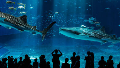 Dubai underwater zoo and aquarium