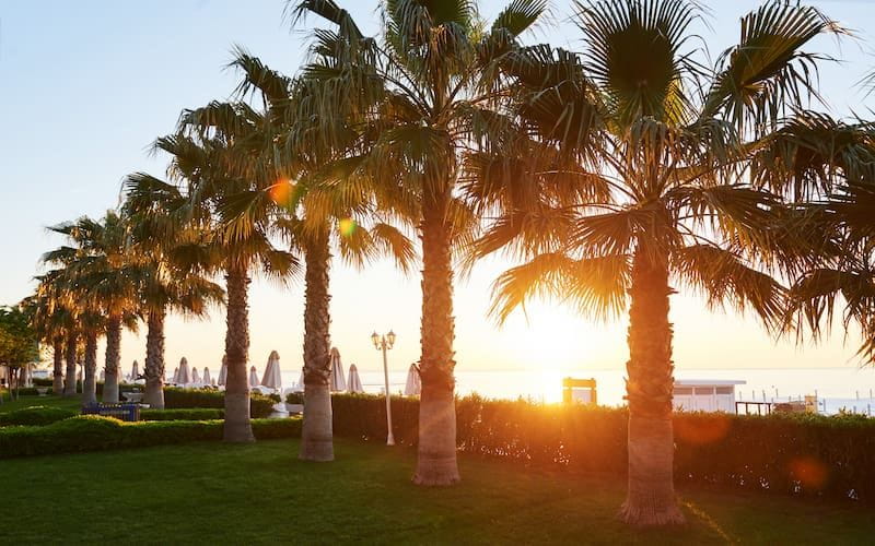 The Palm Jumeirah